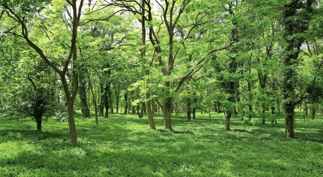 An image of green trees